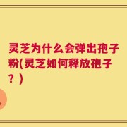 灵芝为什么会弹出孢子粉(灵芝如何释放孢子？)