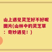 山上遇见灵芝好不好呢图片(山林中的灵芝草：奇妙遇见！)