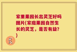家里果园长出灵芝好吗图片(家庭果园自然生长的灵芝，是否有益？)
