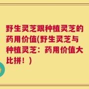 野生灵芝跟种植灵芝的药用价值(野生灵芝与种植灵芝：药用价值大比拼！)