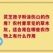 灵芝孢子粉涂伤口的作用？农村里常见的草木灰，适合用在哪些农作物上有什么作用
