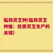 临猗灵芝种(临猗灵芝种植：优质灵芝生产的关键)