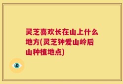 灵芝喜欢长在山上什么地方(灵芝钟爱山岭后山种植地点)