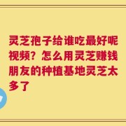 灵芝孢子给谁吃最好呢视频？怎么用灵芝赚钱朋友的种植基地灵芝太多了