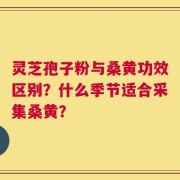 灵芝孢子粉与桑黄功效区别？什么季节适合采集桑黄？
