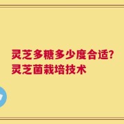 灵芝多糖多少度合适？灵芝菌栽培技术