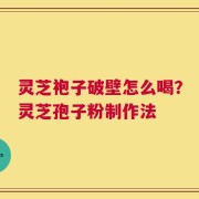 灵芝袍子破壁怎么喝？灵芝孢子粉制作法