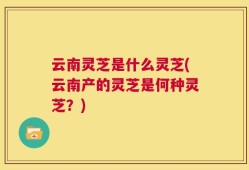 云南灵芝是什么灵芝(云南产的灵芝是何种灵芝？)
