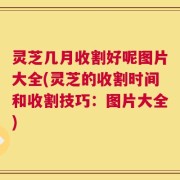 灵芝几月收割好呢图片大全(灵芝的收割时间和收割技巧：图片大全)