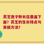灵芝孢子粉长在菌盖下面？灵芝的生长特点与采摘方法？