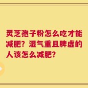 灵芝孢子粉怎么吃才能减肥？湿气重且脾虚的人该怎么减肥？