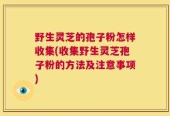 野生灵芝的孢子粉怎样收集(收集野生灵芝孢子粉的方法及注意事项)