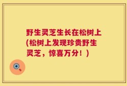 野生灵芝生长在松树上(松树上发现珍贵野生灵芝，惊喜万分！)