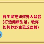 野生灵芝如何养大盆栽(打造健康生活，教你如何养野生灵芝盆栽)