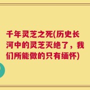 千年灵芝之死(历史长河中的灵芝灭绝了，我们所能做的只有缅怀)