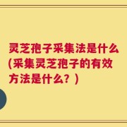 灵芝孢子采集法是什么(采集灵芝孢子的有效方法是什么？)