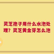 灵芝孢子用什么水泡处理？灵芝黄金芽怎么泡