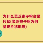 为什么灵芝孢子粉会是片状(灵芝孢子粉为何呈现片状形态)