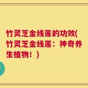 竹灵芝金线莲的功效(竹灵芝金线莲：神奇养生植物！)