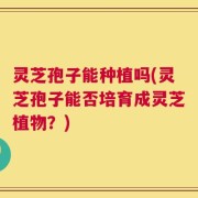 灵芝孢子能种植吗(灵芝孢子能否培育成灵芝植物？)