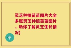 灵芝种植苗苗图片大全多张灵芝种植苗苗图片，助你了解灵芝生长情况)