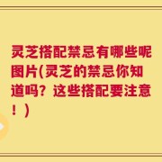灵芝搭配禁忌有哪些呢图片(灵芝的禁忌你知道吗？这些搭配要注意！)