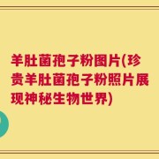 羊肚菌孢子粉图片(珍贵羊肚菌孢子粉照片展现神秘生物世界)