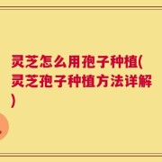 灵芝怎么用孢子种植(灵芝孢子种植方法详解)