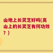 山地上长灵芝好吗(高山上的长灵芝有何功效？)