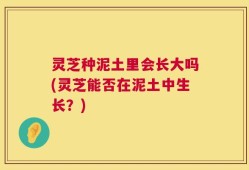 灵芝种泥土里会长大吗(灵芝能否在泥土中生长？)