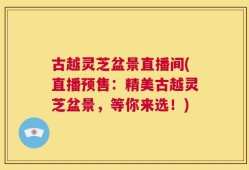 古越灵芝盆景直播间(直播预售：精美古越灵芝盆景，等你来选！)