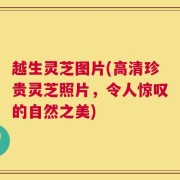 越生灵芝图片(高清珍贵灵芝照片，令人惊叹的自然之美)