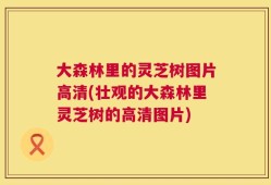 大森林里的灵芝树图片高清(壮观的大森林里灵芝树的高清图片)
