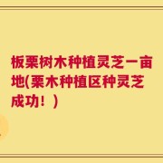 板栗树木种植灵芝一亩地(栗木种植区种灵芝成功！)