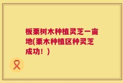 板栗树木种植灵芝一亩地(栗木种植区种灵芝成功！)