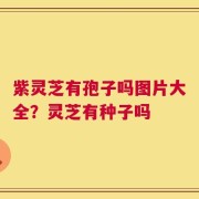 紫灵芝有孢子吗图片大全？灵芝有种子吗