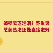 破壁灵芝泡酒？野生灵芝蒸熟泡还是直接泡好
