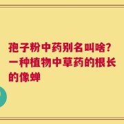 孢子粉中药别名叫啥？一种植物中草药的根长的像蝉