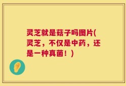 灵芝就是菇子吗图片(灵芝，不仅是中药，还是一种真菌！)