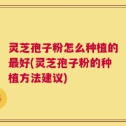灵芝孢子粉怎么种植的最好(灵芝孢子粉的种植方法建议)