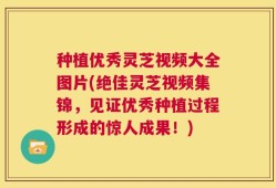 种植优秀灵芝视频大全图片(绝佳灵芝视频集锦，见证优秀种植过程形成的惊人成果！)