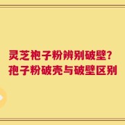 灵芝袍子粉辨别破壁？孢子粉破壳与破壁区别
