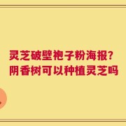 灵芝破壁袍子粉海报？阴香树可以种植灵芝吗