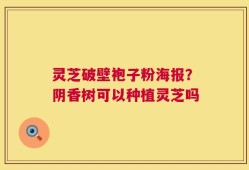 灵芝破壁袍子粉海报？阴香树可以种植灵芝吗