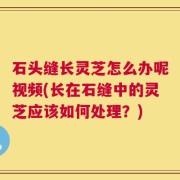 石头缝长灵芝怎么办呢视频(长在石缝中的灵芝应该如何处理？)