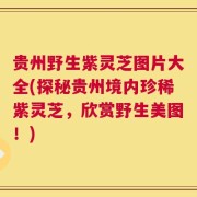 贵州野生紫灵芝图片大全(探秘贵州境内珍稀紫灵芝，欣赏野生美图！)