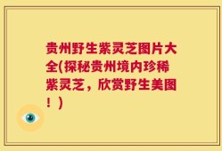 贵州野生紫灵芝图片大全(探秘贵州境内珍稀紫灵芝，欣赏野生美图！)