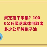 灵芝孢子采集？1000公斤灵芝萃体可取出多少公斤纯孢子油