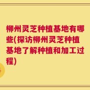 柳州灵芝种植基地有哪些(探访柳州灵芝种植基地了解种植和加工过程)