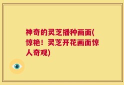 神奇的灵芝播种画面(惊艳！灵芝开花画面惊人奇观)